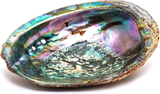 Abalone Shells